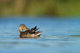 Image. Northern Shoveler