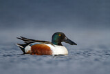 Image. Northern Shoveler