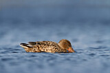 Image. Northern Shoveler
