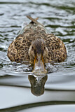Image. Northern Shoveler