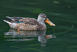 Image. Northern Shoveler