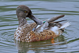 Image. Northern Shoveler