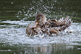 Image. Northern Shoveler