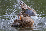 Image. Northern Shoveler