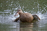 Image. Northern Shoveler