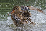 Image. Northern Shoveler