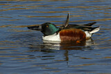 Image. Northern Shoveler