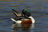 Image. Northern Shoveler