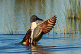 Image. Northern Shoveler