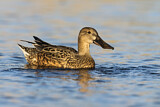 Image. Northern Shoveler