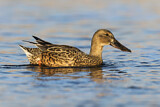 Image. Northern Shoveler