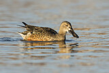 Image. Northern Shoveler