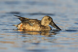Image. Northern Shoveler