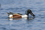Image. Northern Shoveler