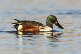 Image. Northern Shoveler