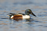 Image. Northern Shoveler