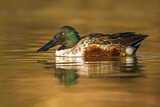 Image. Northern Shoveler
