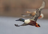 Image. Northern Shoveler