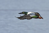 Image. Northern Shoveler
