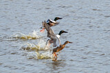 Image. Northern Shoveler
