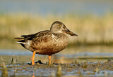 Image. Northern Shoveler