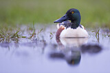 Image. Northern Shoveler