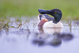 Image. Northern Shoveler