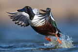 Image. Northern Shoveler