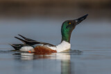 Image. Northern Shoveler