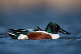 Image. Northern Shoveler
