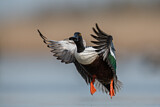 Image. Northern Shoveler