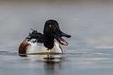 Image. Northern Shoveler