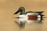 Image. Northern Shoveler