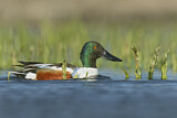 Image. Northern Shoveler