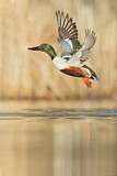 Image. Northern Shoveler