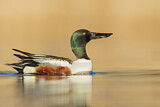 Image. Northern Shoveler
