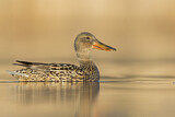 Image. Northern Shoveler