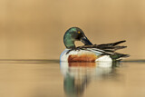 Image. Northern Shoveler