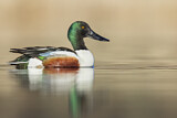 Image. Northern Shoveler