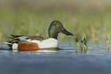 Image. Northern Shoveler
