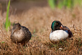 Image. Northern Shoveler