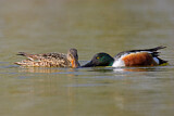 Image. Northern Shoveler