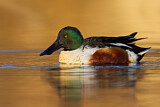 Image. Northern Shoveler