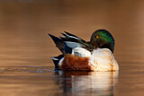 Image. Northern Shoveler
