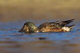 Image. Northern Shoveler