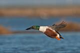 Image. Northern Shoveler