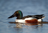 Image. Northern Shoveler