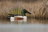 Image. Northern Shoveler