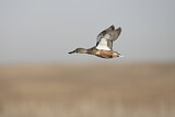 Image. Northern Shoveler
