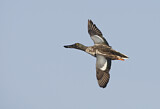 Image. Northern Shoveler